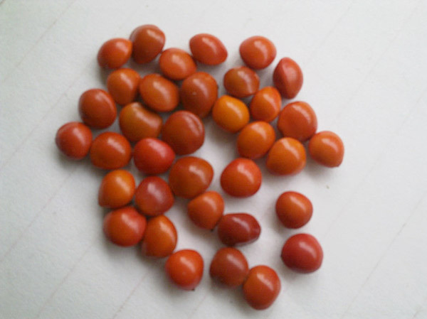 海红豆种子