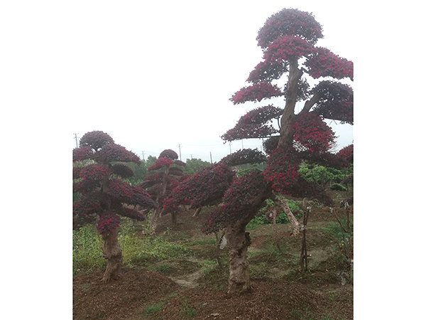 造型红继木